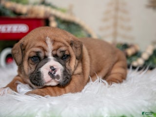 Mixed Breed dogs Cody - Ad 5