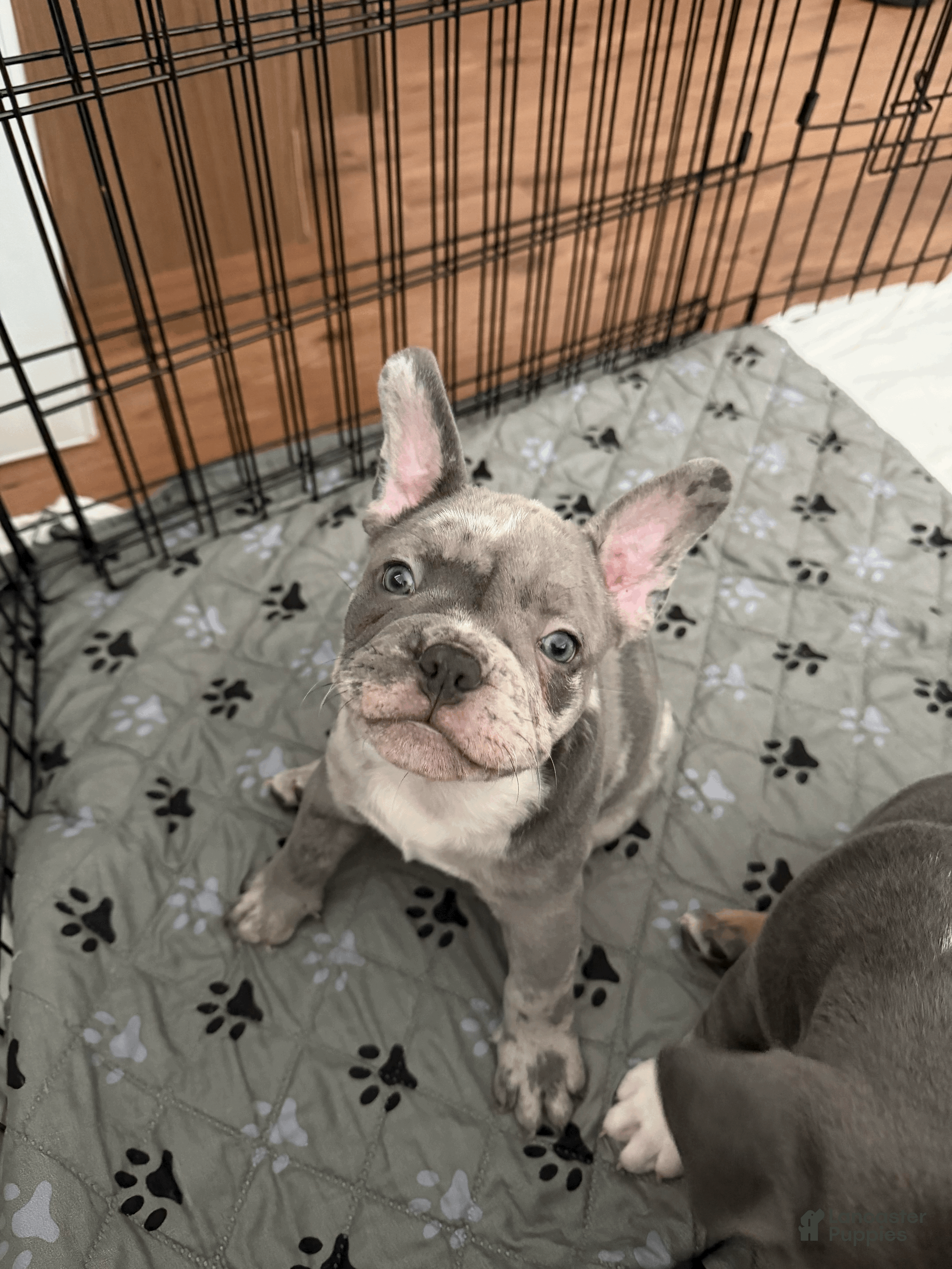 Mixed Breed dogs Blue Platinum Merle, Micro Bully Female - Ad 26