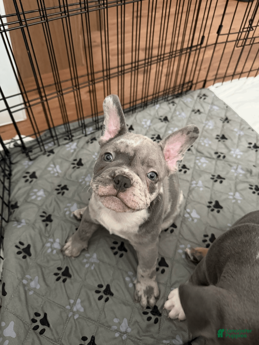Mixed Breed dogs for sale: Blue Platinum Merle, Micro Bully Female - Ad 1