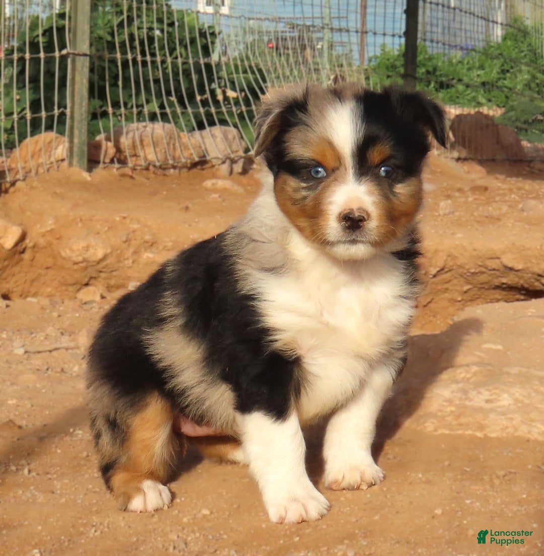 Miniature Australian Shepherd dogs for sale: Blue merle girl with 1.5 blue eyes - Ad 8