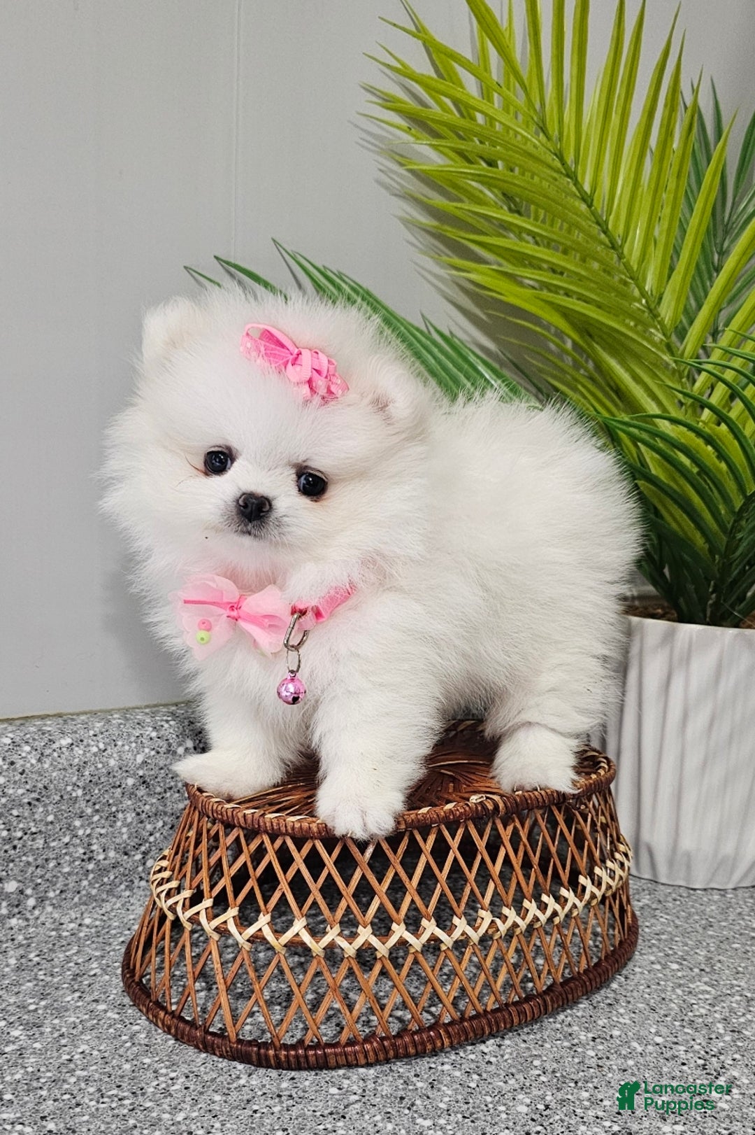 Pomeranian dogs for sale: Sugar Plum - Ad 2