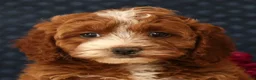 Cavapoo dogs for sale: Sierra - Ad 9