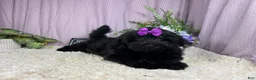 Havapoo dogs for sale: Havapoo 2 - Ad 2