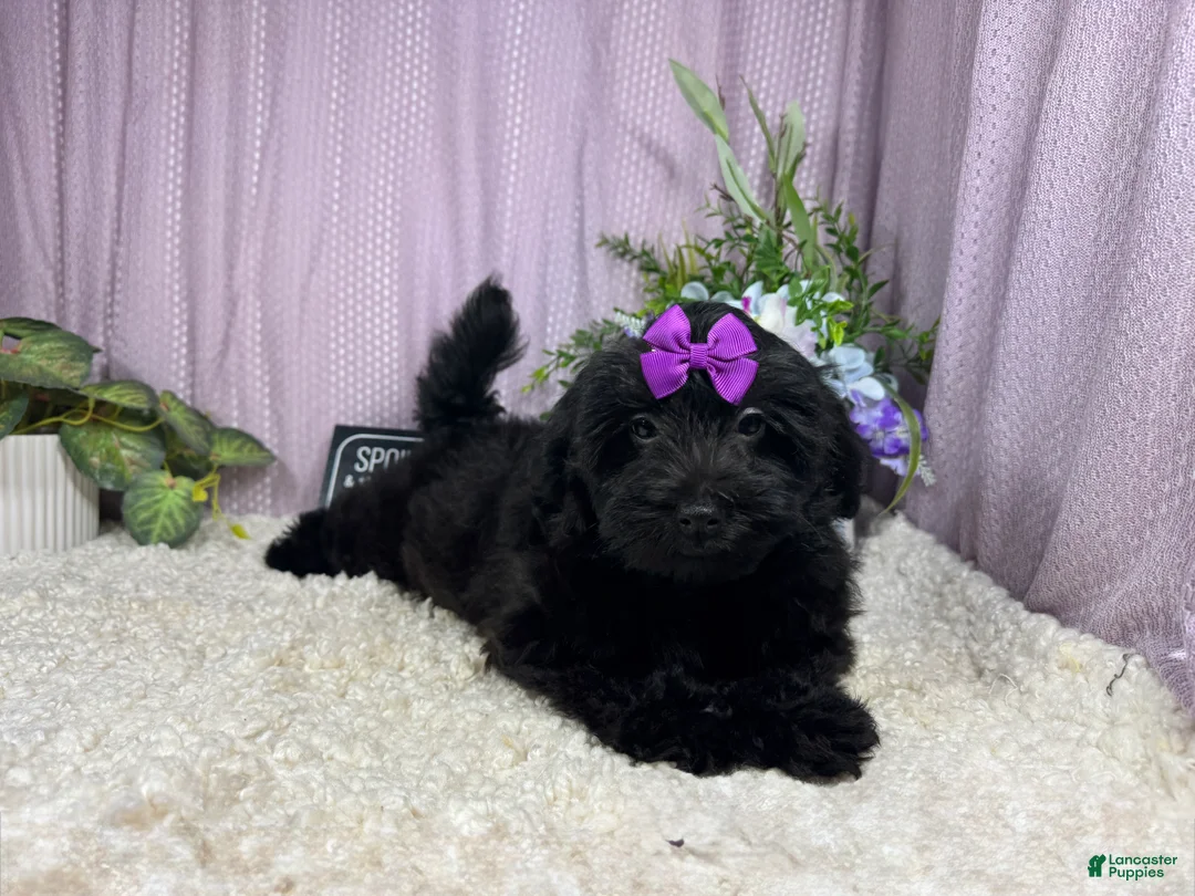 Havapoo dogs for sale: Havapoo 2 - Ad 2