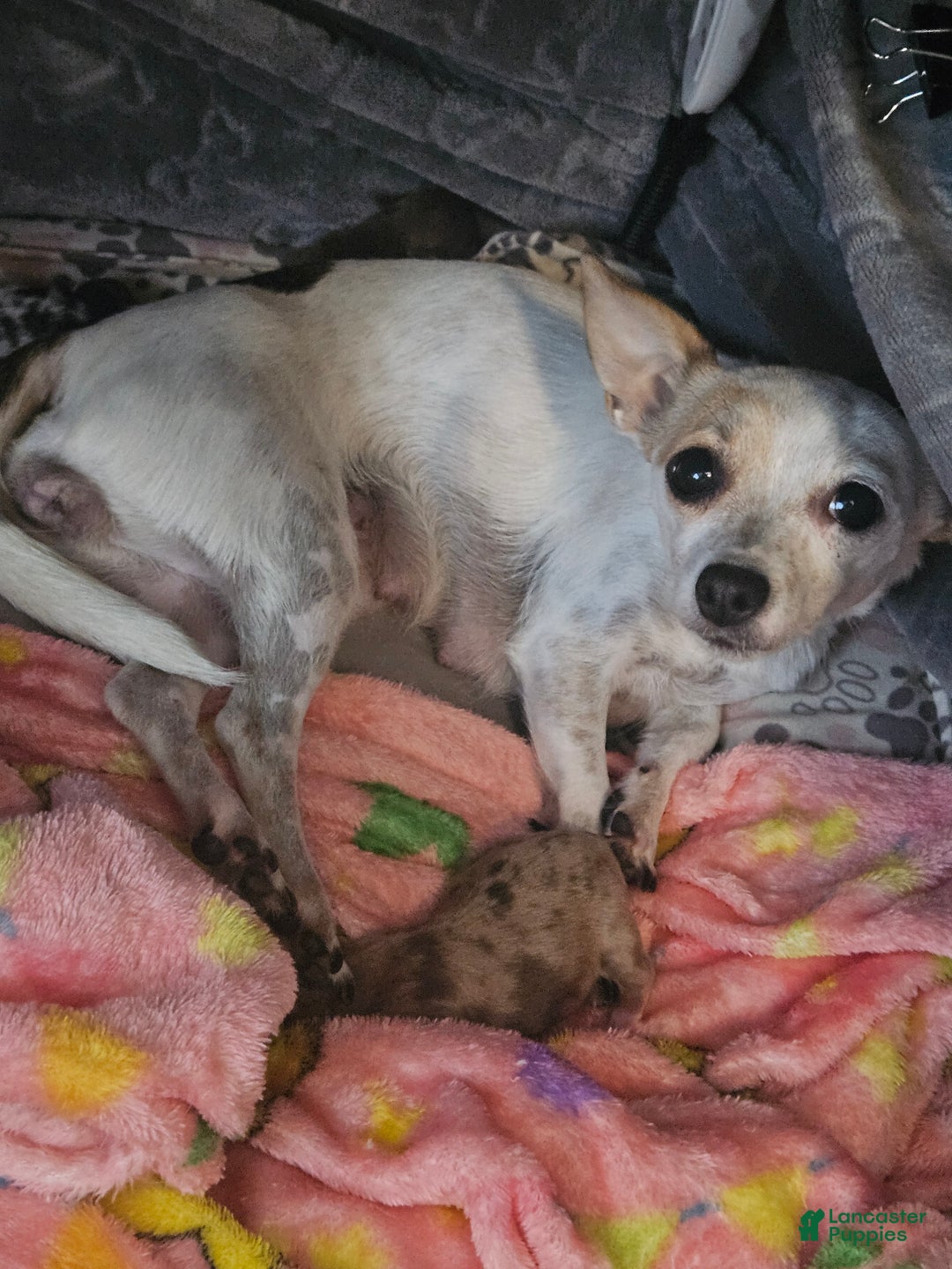 Chihuahua dogs for sale: Ernie - Ad 7