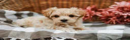 Maltipoo dogs for sale: Callie - Ad 5