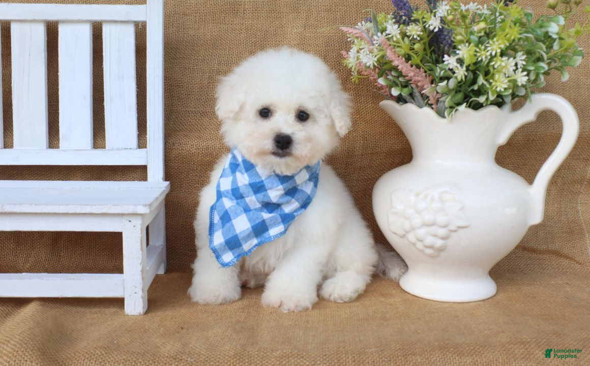 Bichon Frise dogs Bradley - Ad 2