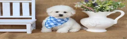 Bichon Frise dogs for sale: Bradley - Ad 2