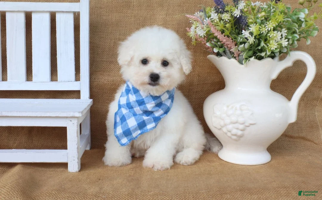 Bichon Frise dogs for sale: Bradley - Ad 2