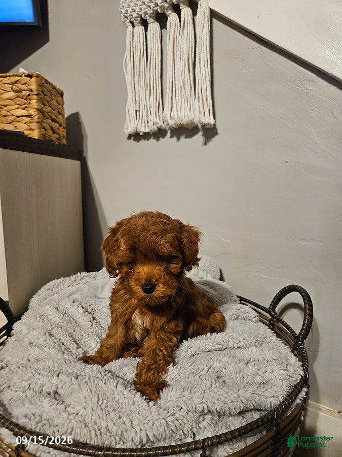 Cockapoo dogs Teddy - Ad 1