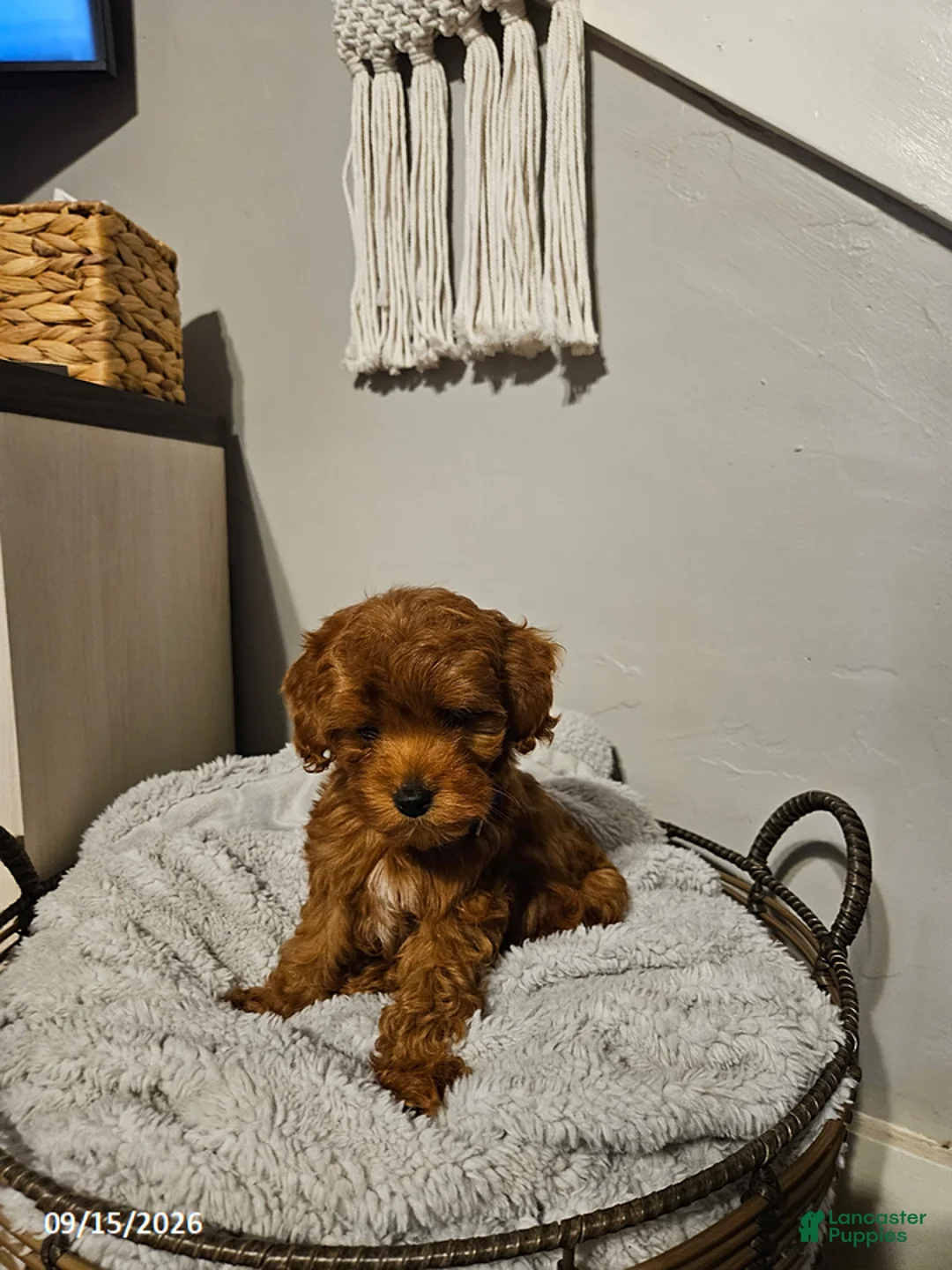 Cockapoo dogs for sale: Teddy - Ad 1