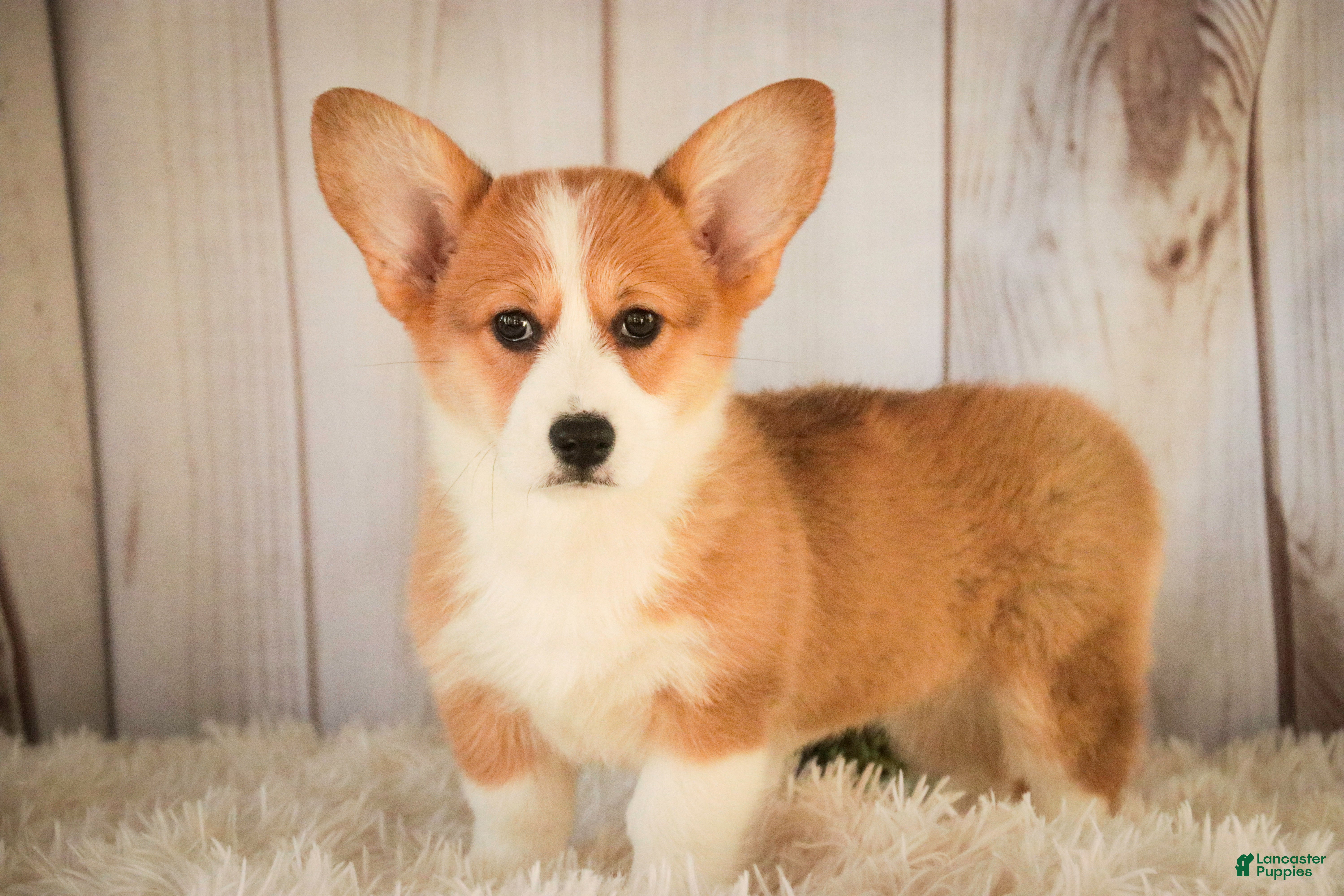 Welsh Corgi Pembroke dogs Gwen - Ad 2