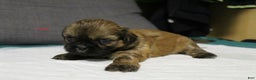 Shih Tzu dogs for sale: Link - Ad 4