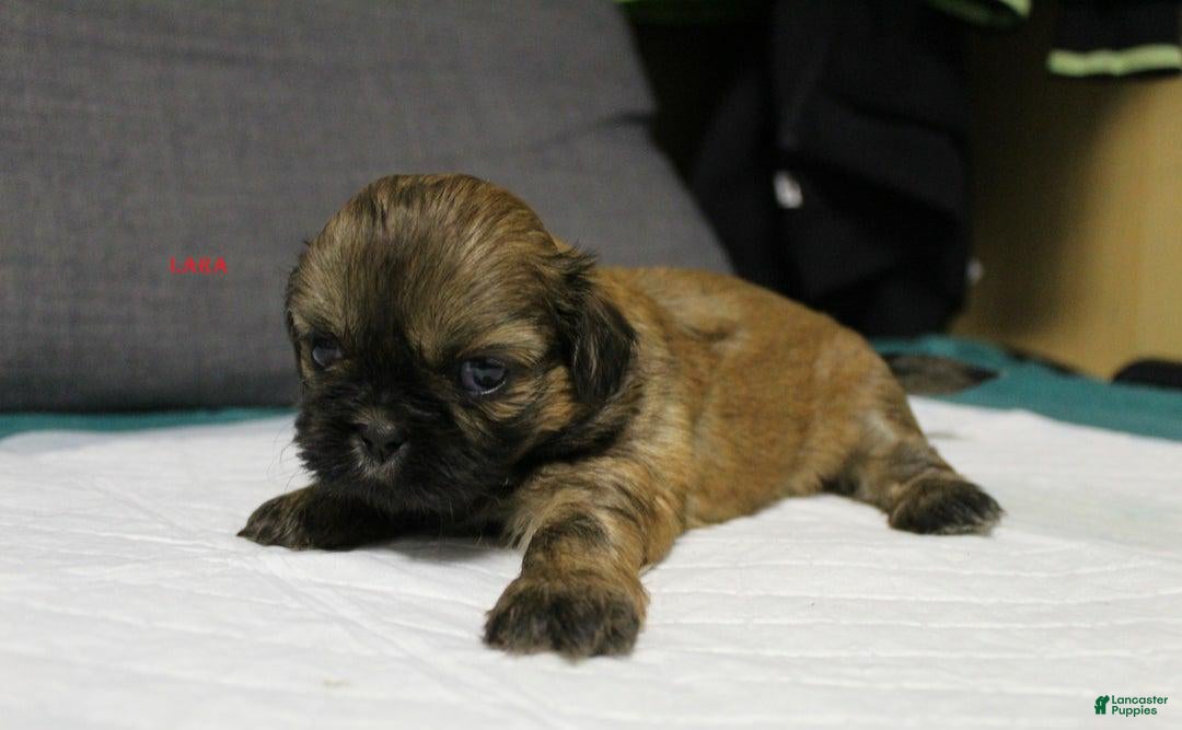 Shih Tzu dogs for sale: Link - Ad 4