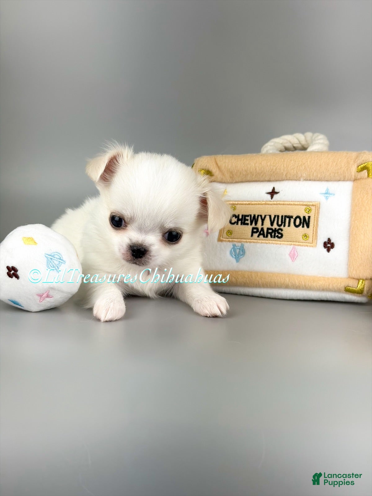 Chihuahua dogs Salt - Ad 5