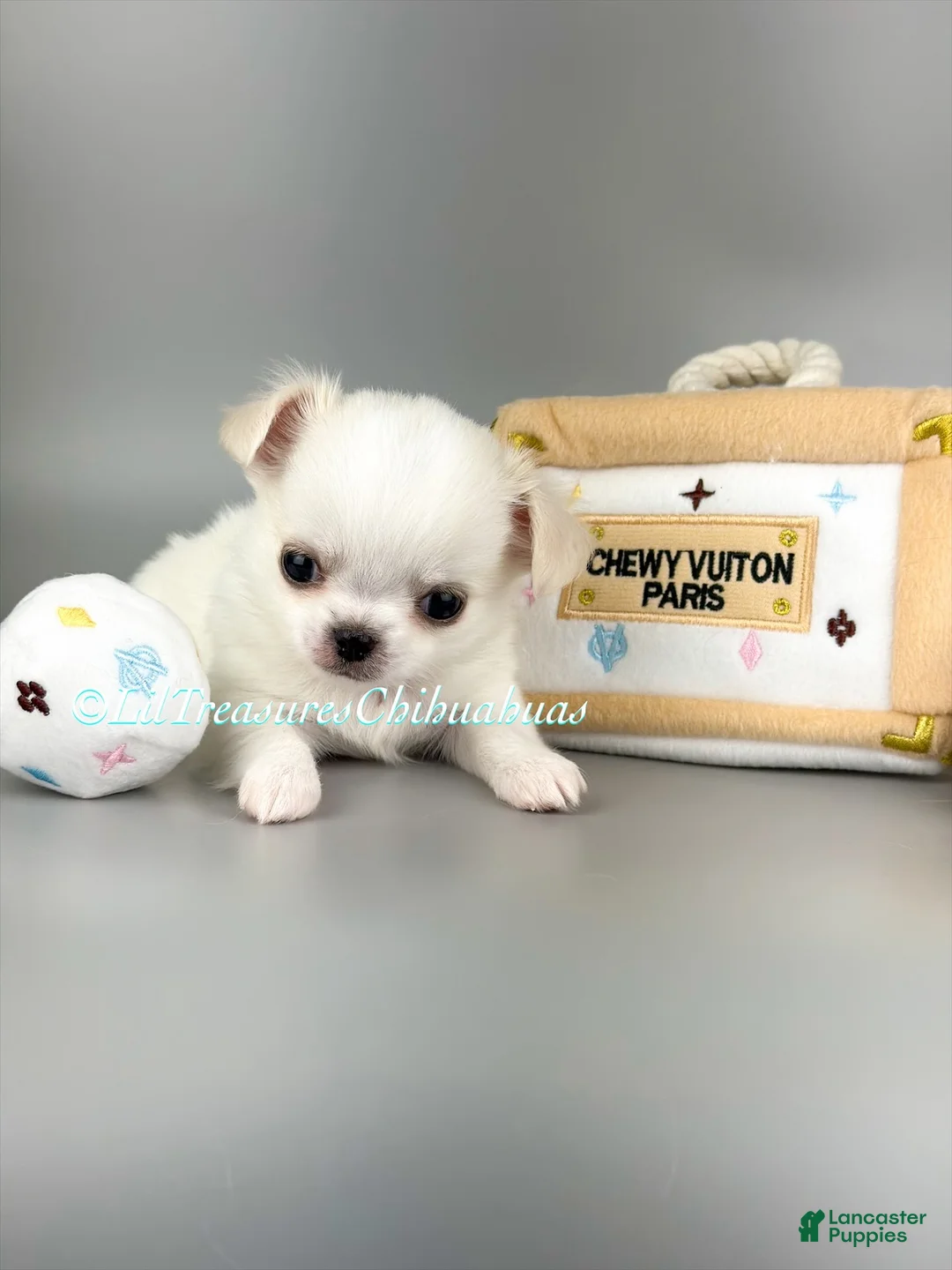 Chihuahua dogs for sale: Salt - Ad 1