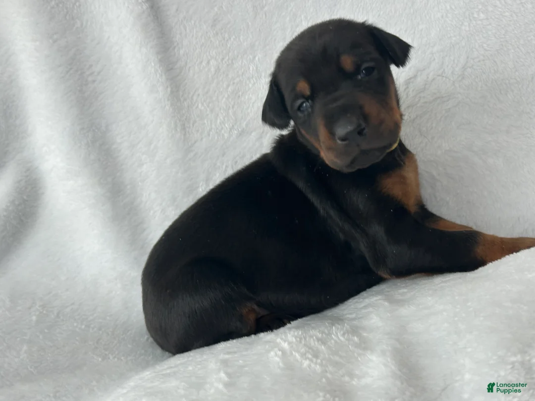 Doberman Pinscher dogs for sale: Doberman Pinscher Puppy 8 - Ad 1