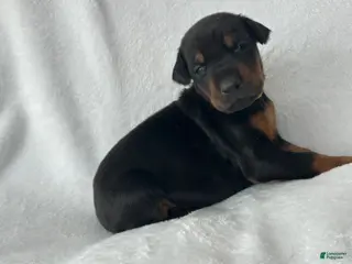 Doberman Pinscher dogs Doberman Pinscher Puppy 8 - Ad 38