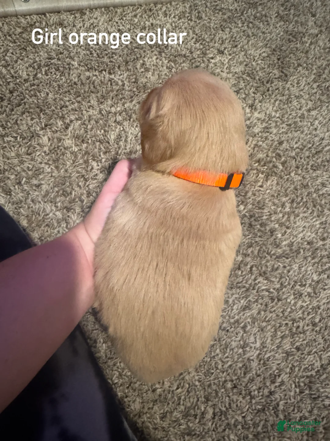 Golden Retriever dogs for sale: Orange collar Golden Retriever 9 - Ad 2