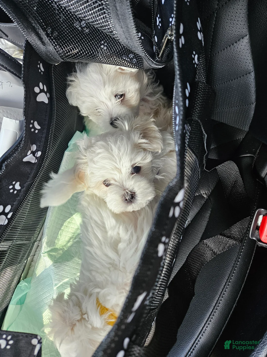 Maltese dogs for sale: Maltese Puppy 2 - Ad 4