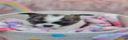 Chihuahua dogs for sale: Chihuahua 3 - Ad 26