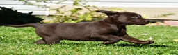 Labrador Retriever dogs for sale: Choco - Ad 12