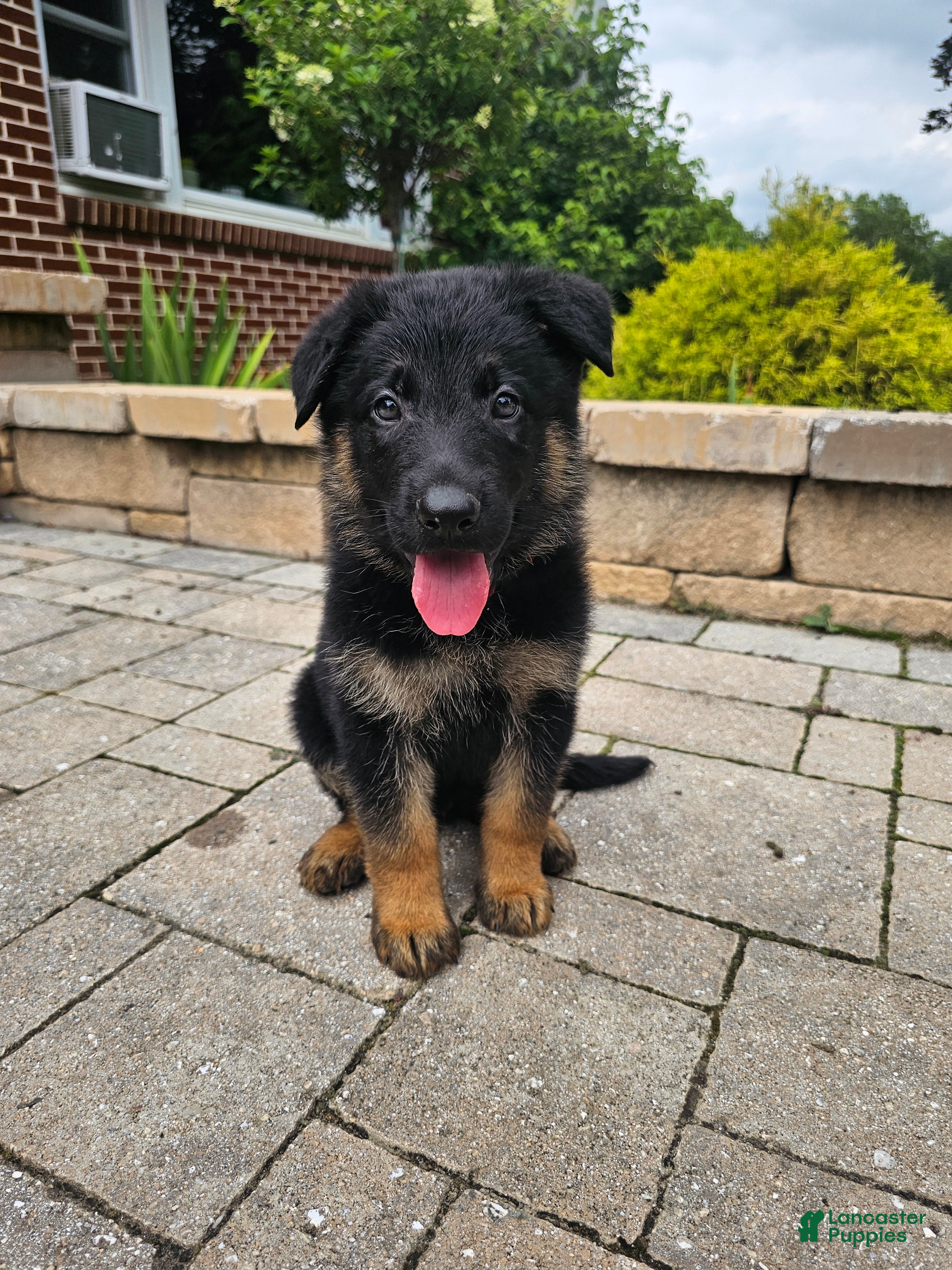 German Shepherd dogs Remi - Ad 1