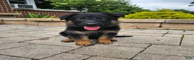 Remi