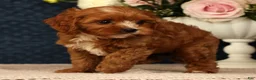 Cavapoo dogs for sale: Lilly - Ad 5