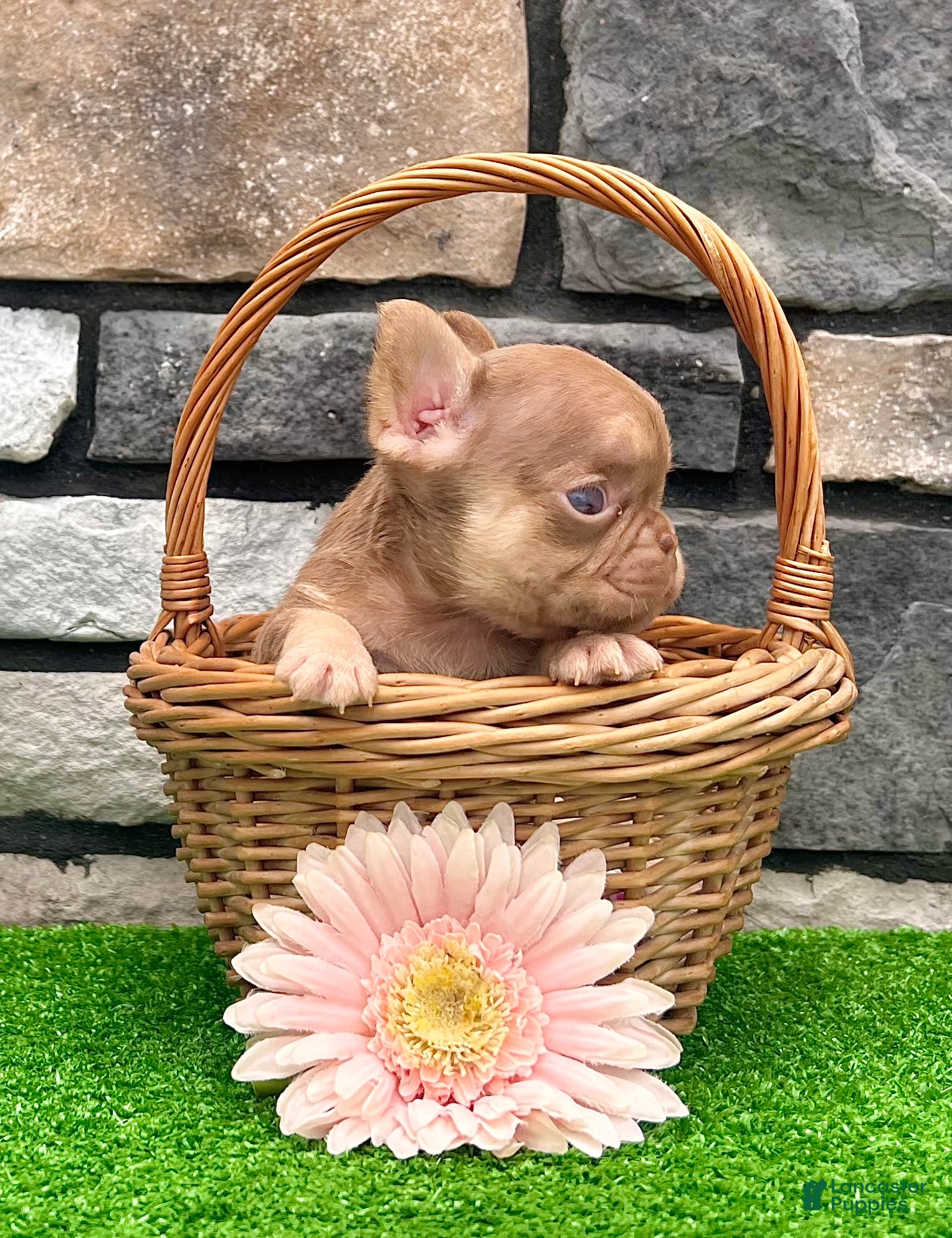 French Bulldog dogs Grace - Ad 1
