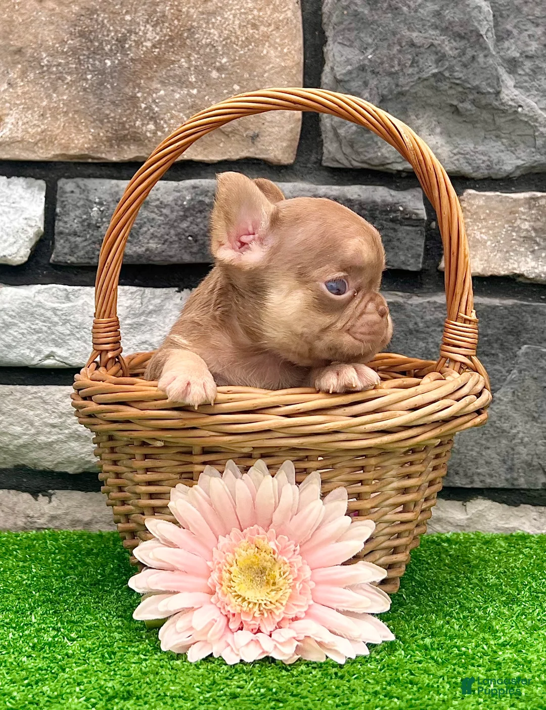 French Bulldog dogs for sale: Grace - Ad 1