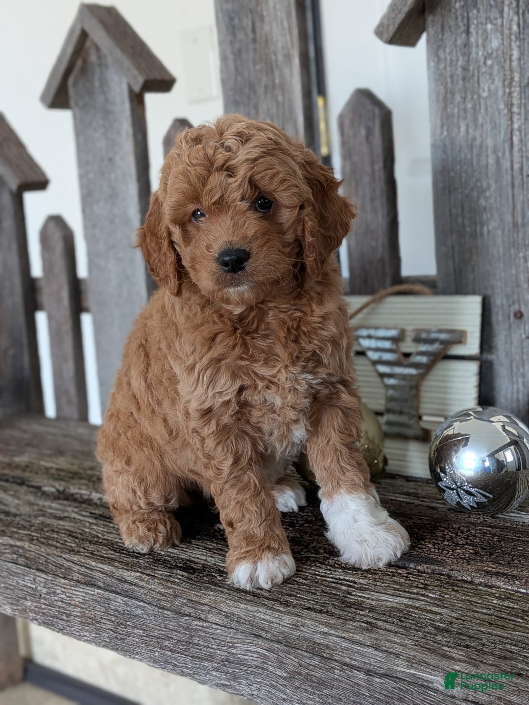Goldendoodle dogs for sale: Goldie  - Ad 1