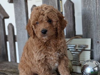 Goldendoodle dogs Goldie - Ad 8
