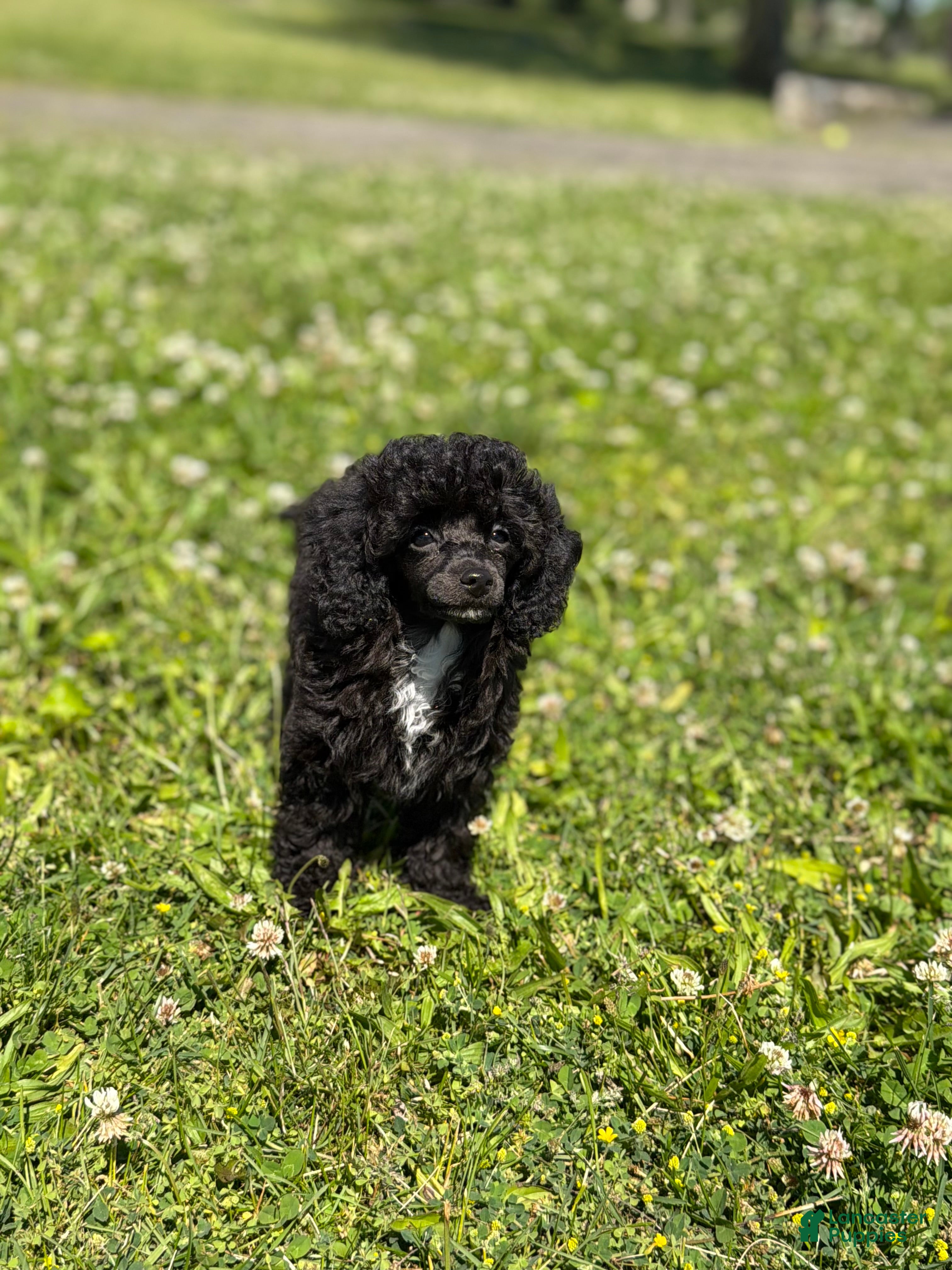 Toy Poodle dogs for sale: Italy  - Ad 1