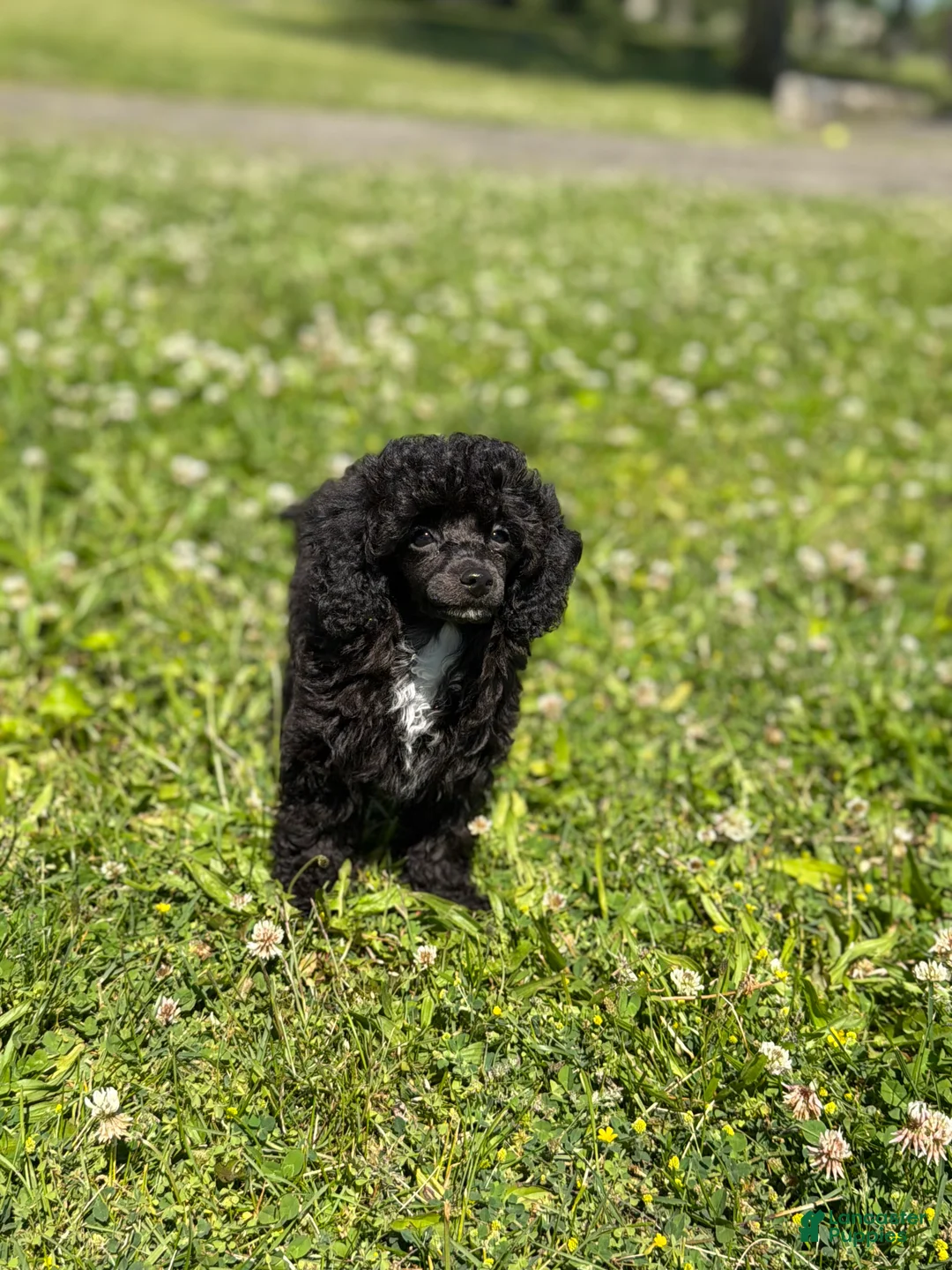 Toy Poodle dogs for sale: Italy  - Ad 1