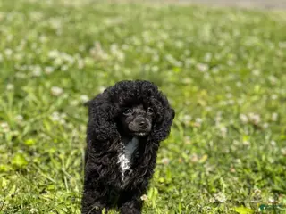Toy Poodle dogs for sale: Italy - Ad 1