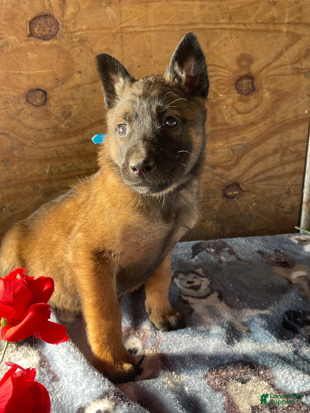 Belgian Malinois dogs for sale: Duke - Ad 2