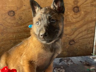Belgian Malinois dogs Duke - Ad 29