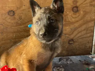 Belgian Malinois dogs Duke - Ad 33