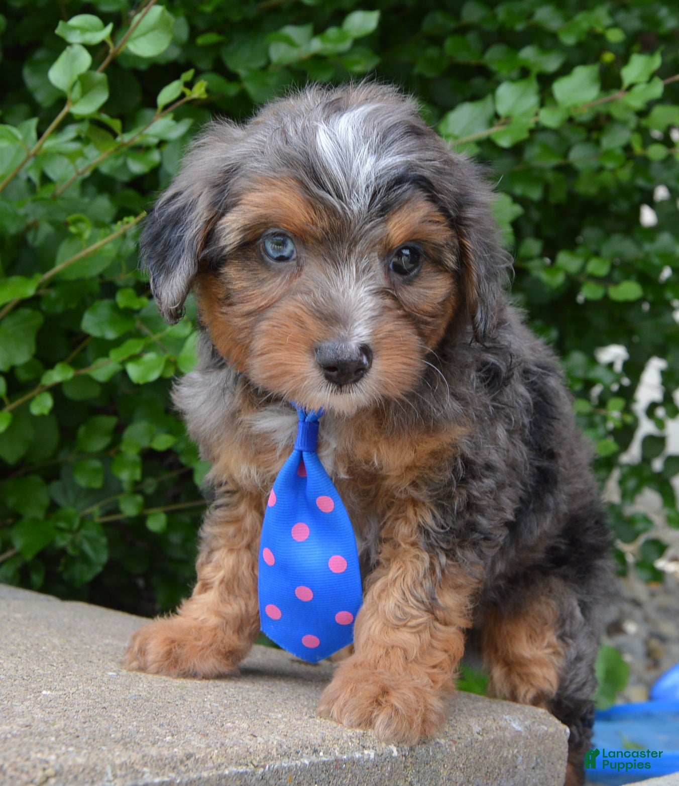 Mini Aussiedoodle dogs Mini Ace - Ad 2