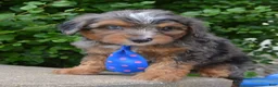 Mini Aussiedoodle dogs for sale: Mini Ace - Ad 10