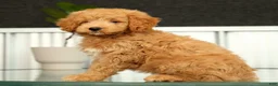 Mini Goldendoodle dogs for sale: Sammy - Ad 5