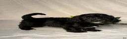 Mixed Breed dogs for sale: Cole - Ad 5