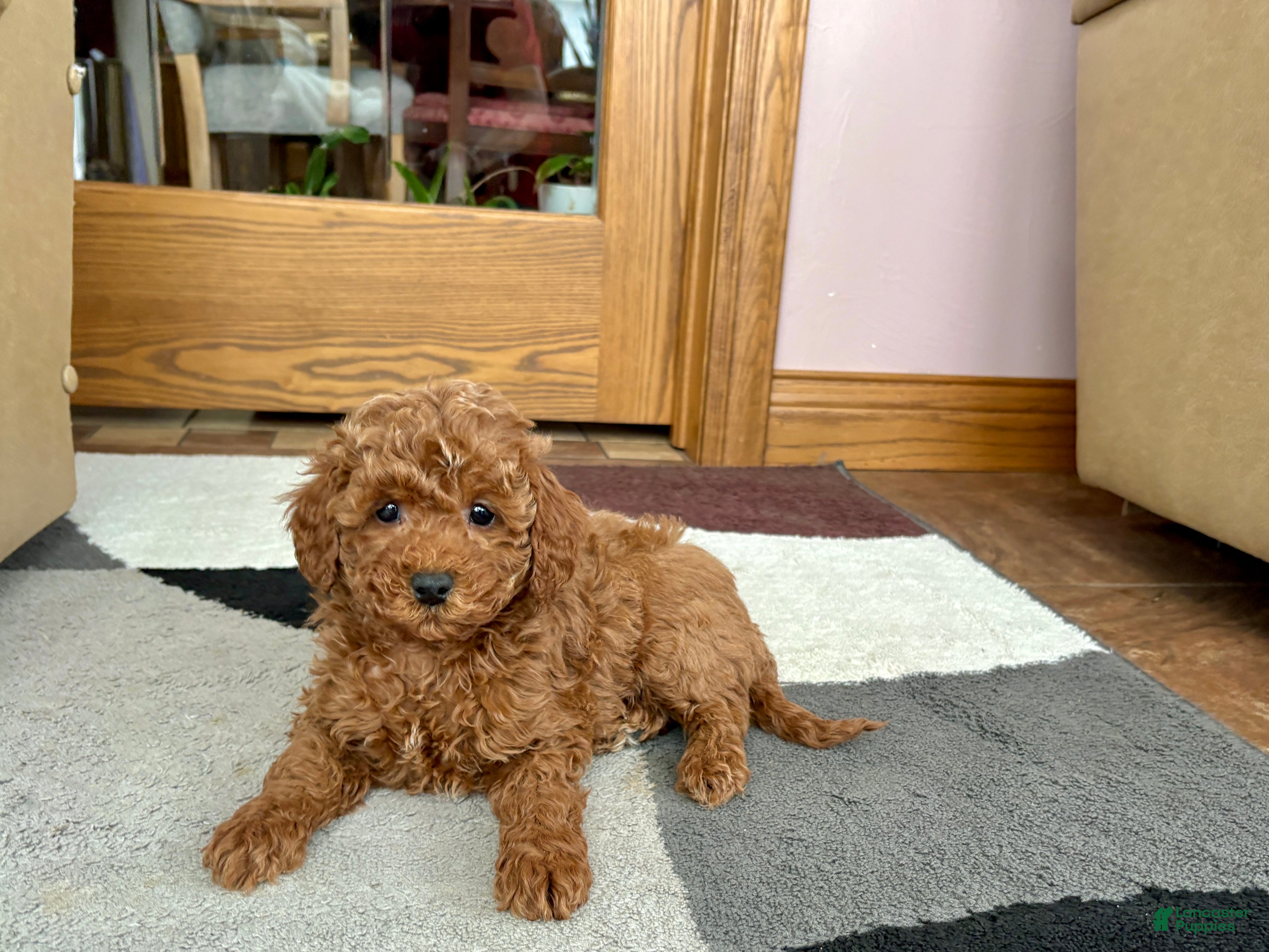 Cavapoo dogs Cavapoo Puppy 4 - Ad 2
