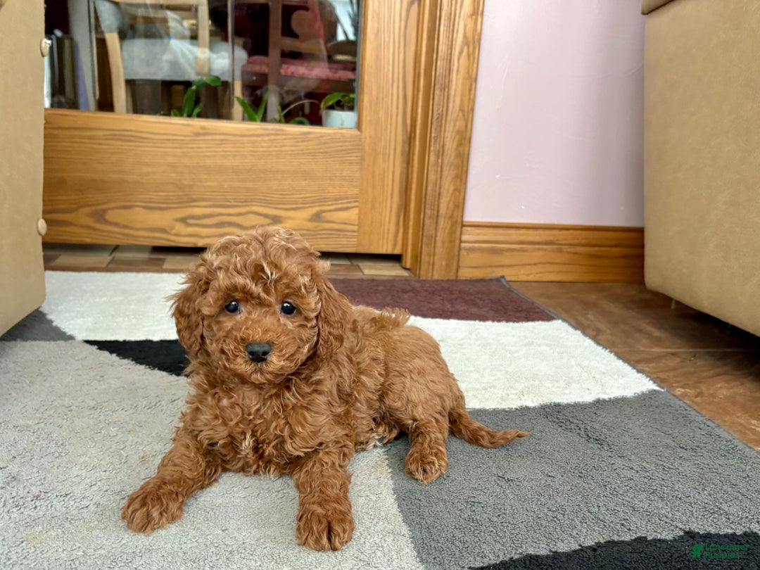 Cavapoo dogs for sale: Cavapoo Puppy 4 - Ad 2