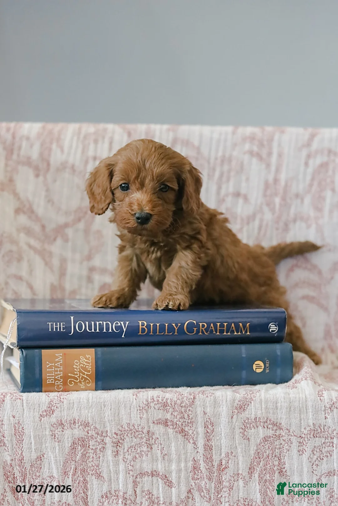 Cockapoo dogs for sale: Justin - Ad 3