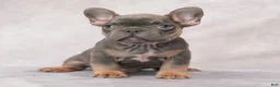 French Bulldog dogs for sale: Milo - Ad 4