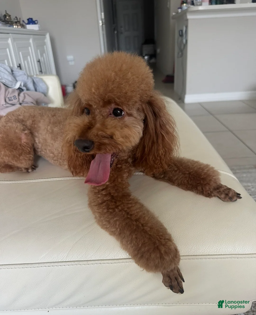 Miniature Poodle dogs for sale: Peaches - Ad 2