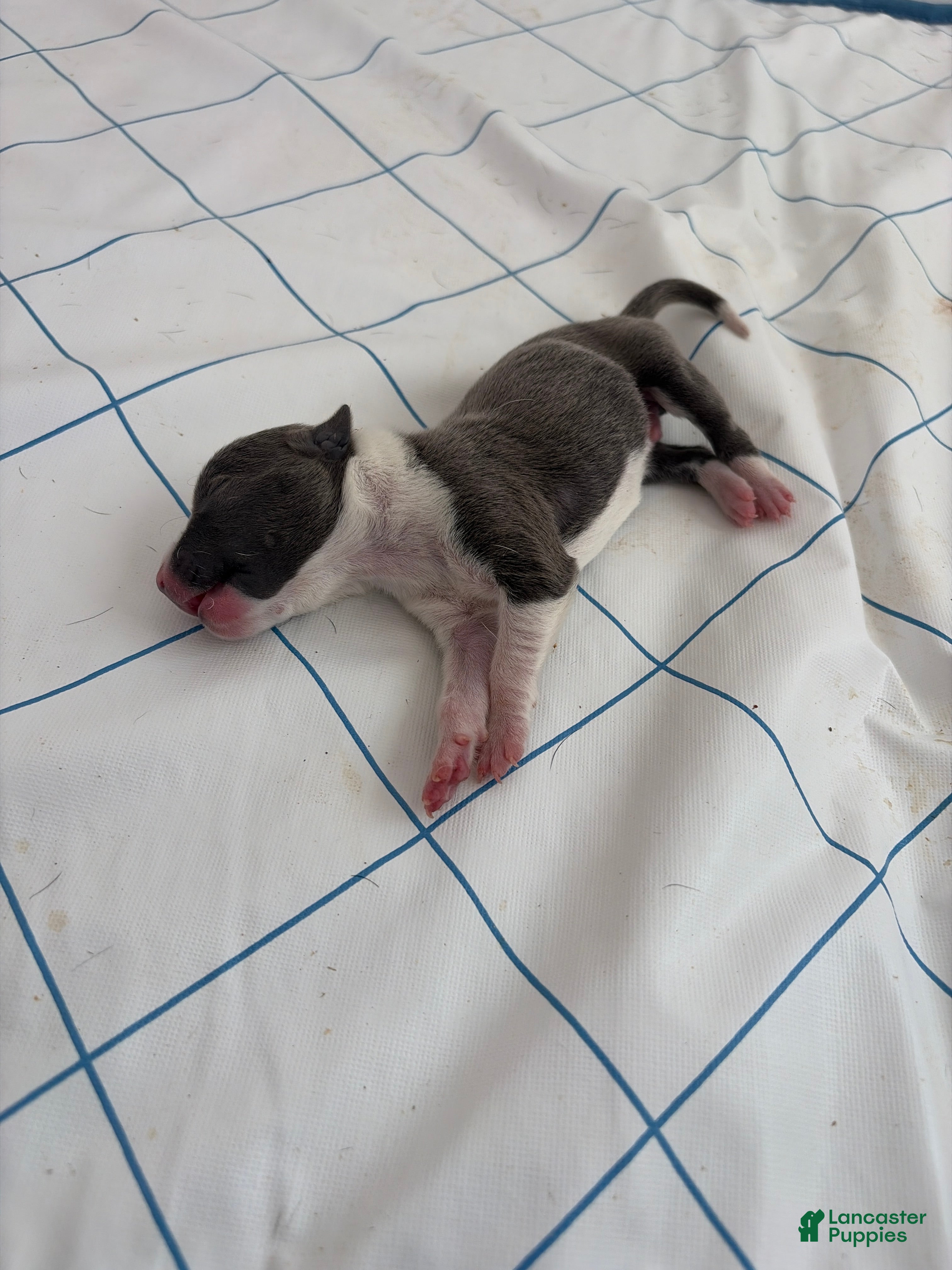 American Pit Bull Terrier dogs American Pit Bull Terrier 1 - Ad 3