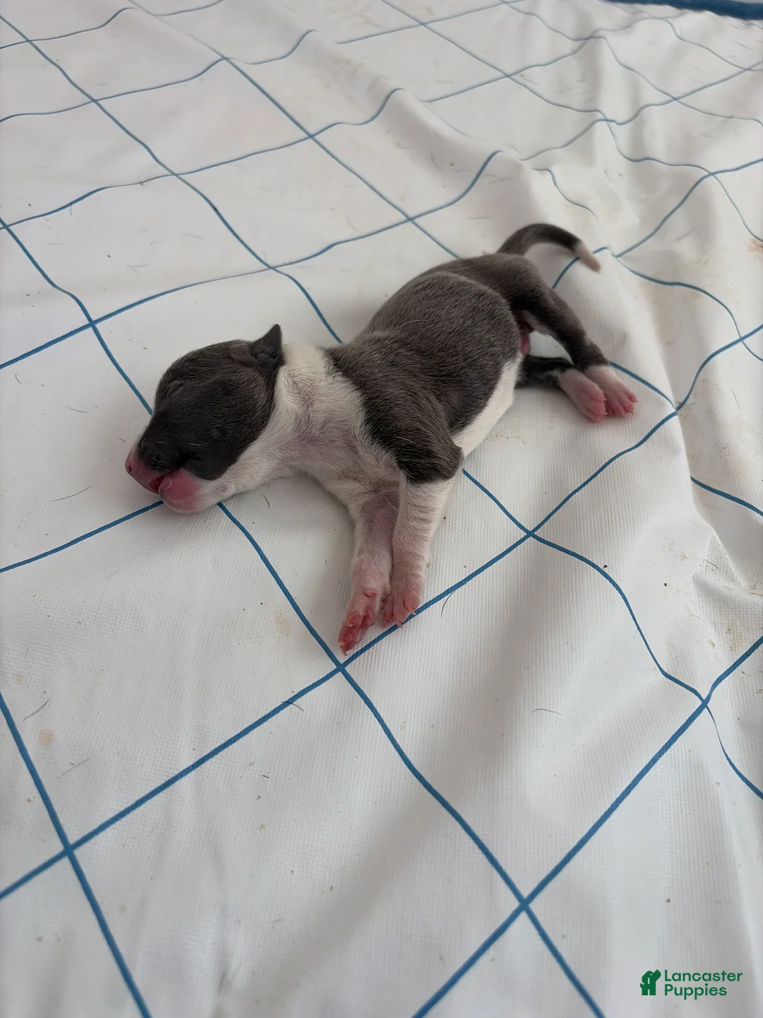 American Pit Bull Terrier dogs for sale: American Pit Bull Terrier 1 - Ad 1